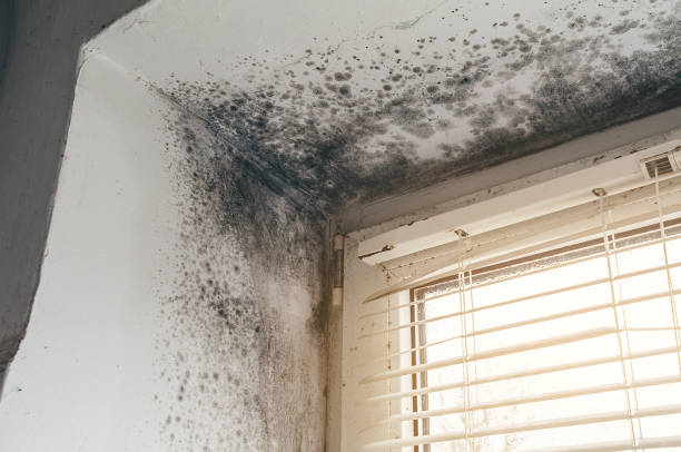 Trusted Attic Mold Removal service in Fayetteville, GA - Cheap Mold Removal