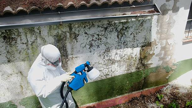 Trusted Basement Mold Remediation service in Fayetteville, GA - Cheap Mold Removal